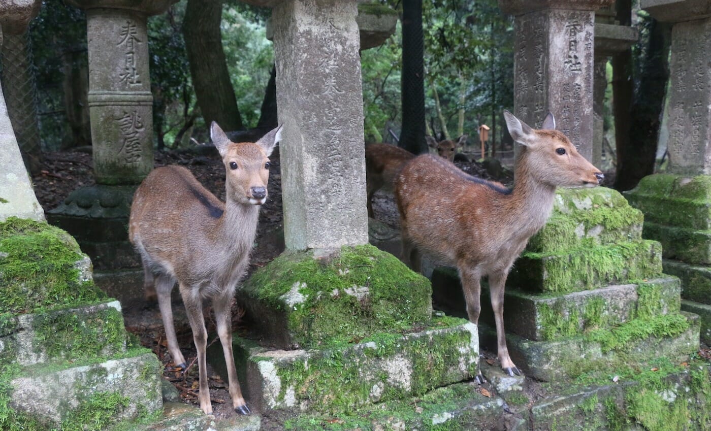Ciervos en Nara