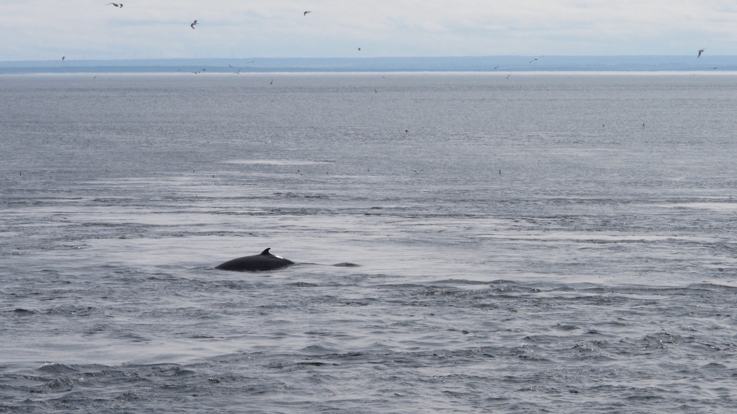 Avistamiento de ballenas en Tadoussac Canadá