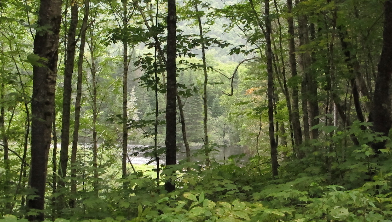 Paisajes en el Parque Nacional Jacques Cartier Canada