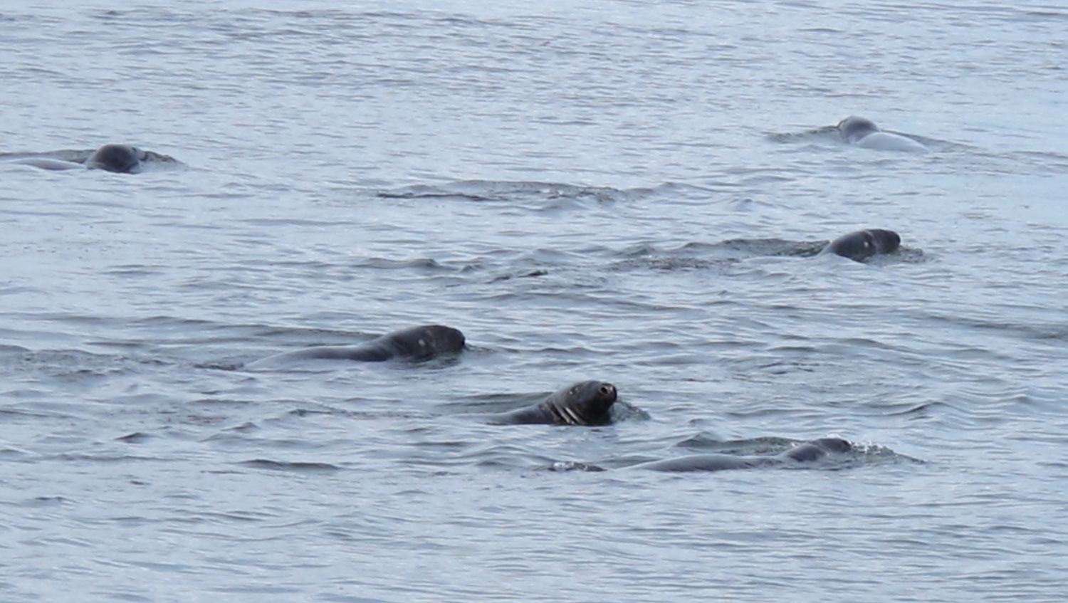 Focas en el río San Lorenzo Tadoussac